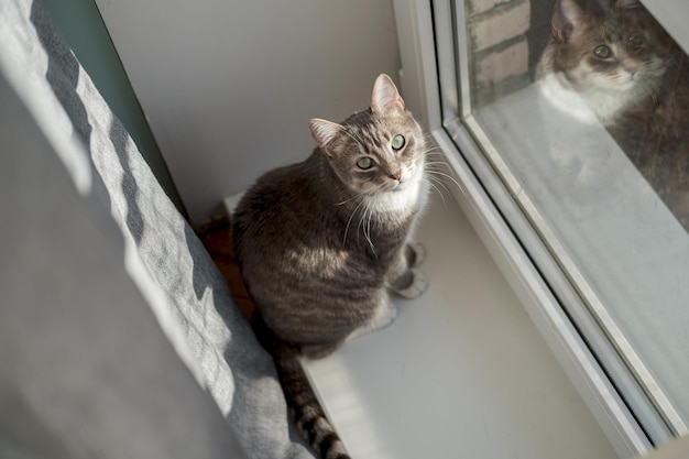 El gato se sienta cerca de la puerta del balcón mira al dueño y espera a que lo liberen para caminar a la luz del sol