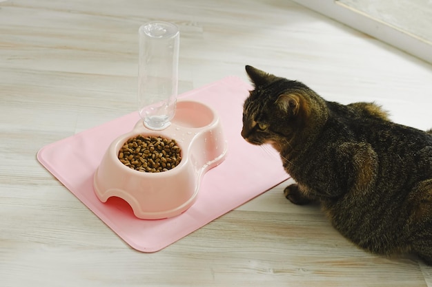 El gato se sienta cerca de un recipiente con comida seca y agua. Concepto de comida para gatos domésticos.