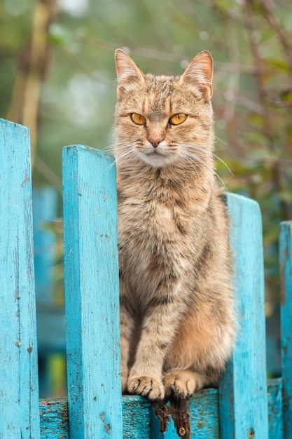 El gato se sienta en la cerca