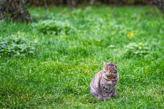 Un gato se sienta en el césped frente a un fondo verde.