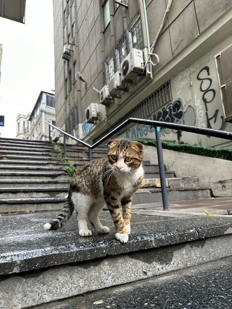 Un gato se sienta en unas escaleras frente a un edificio con la palabra "no".