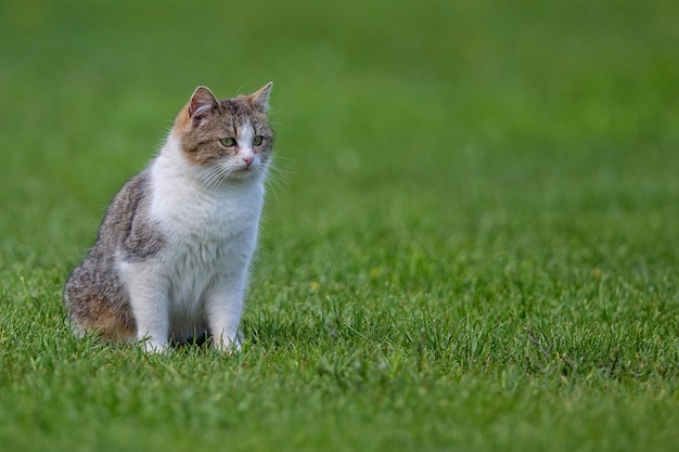 un gato se sienta en la hierba con las palabras gato en él