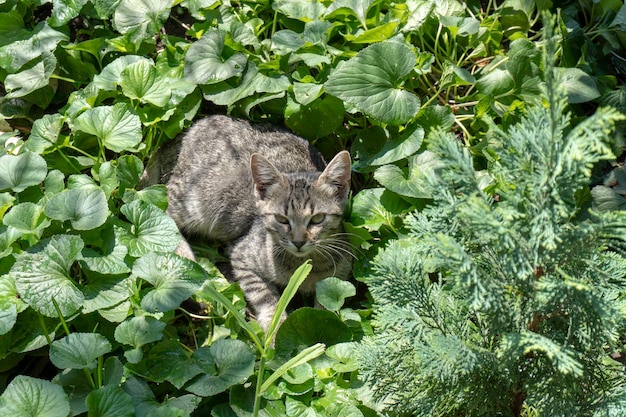 El gato se sienta en el jardín sobre un fondo verde