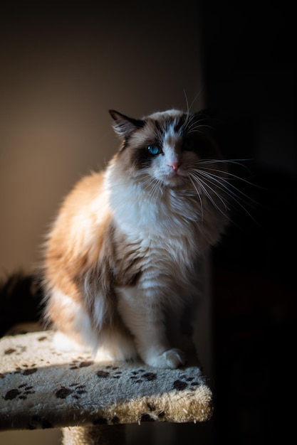 Un gato se sienta en una mesa en la oscuridad.