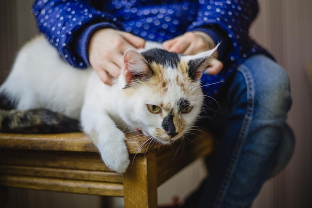 Un gato se sienta en una mesa con una persona sentada frente a ella.