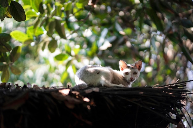 Un gato se sienta en un nido en la jungla.