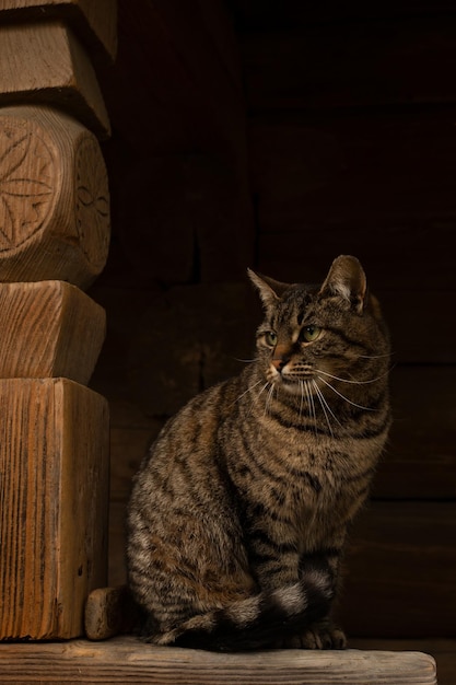 el gato se sienta en el porche