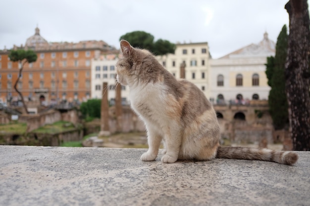 Gato se sienta en una roca en la plaza