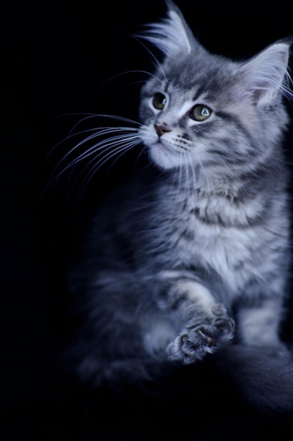 El gato se sienta sobre un fondo gris de Maine Coon.