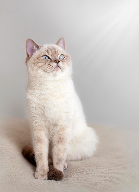 el gato se sienta sobre un fondo gris en los rayos de luz