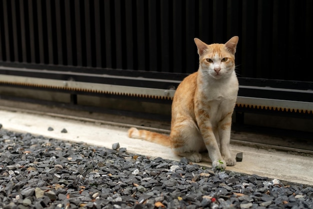 Un gato se sienta en el suelo frente a una puerta.