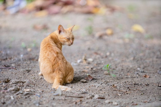 gato se sienta en el suelo