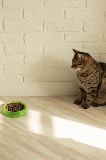 Foto el gato se sienta en el tazón con comida seca y lo mira fotografía vertical