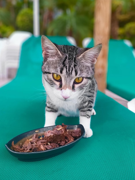 Un gato se sienta en una tumbona frente a un plato de carne en un resort en Israel