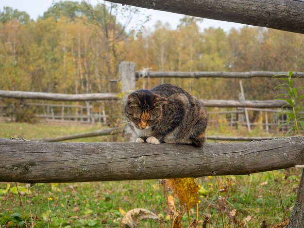 Gato se sienta en una valla de madera en otoño en la aldea