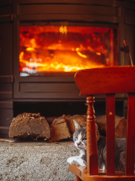 Foto gato en una silla cerca de la chimenea