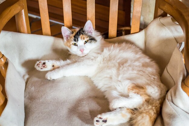 Un gato en una silla de madera.