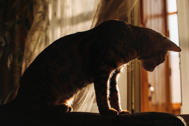 Gato silueta en la ventana por la tarde, verano, gatito