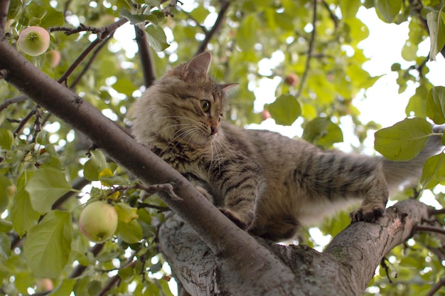 Gato sobe em uma árvore Retrato de gato encantador em um galho de árvore em condições naturais Foco seletivo