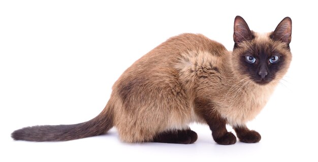 Gato sobre un fondo blanco