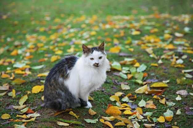 Gato sobre fondo de hierba