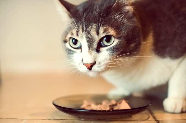Gato sobre un plato de comida mirando hacia un lado