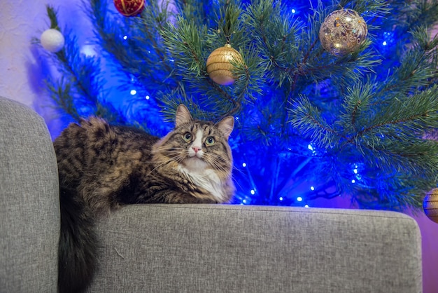 Foto gato en un sofá cerca del árbol de navidad.