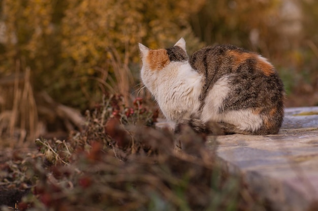 Gato solitario sin hogar Gato callejero en el día soleado