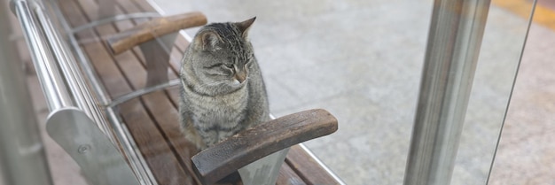 Gato solitário senta-se em bancos em gatos vadios da cidade no conceito de diferentes países