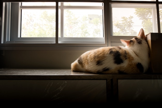 Gato solitario tumbado en la ventana con una pose triste.