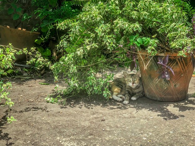 Gato en la sombra, atento y despierto al fotógrafo que lo dispara.