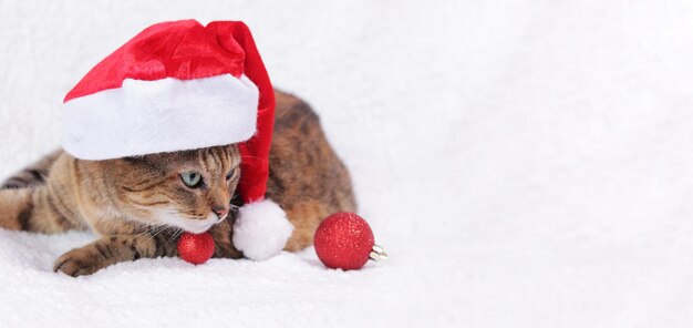 Gato con sombrero de Año Nuevo sobre un cuadro blanco Retrato de un gato navideño