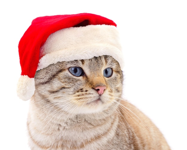 Gato con un sombrero rojo de Papá Noel