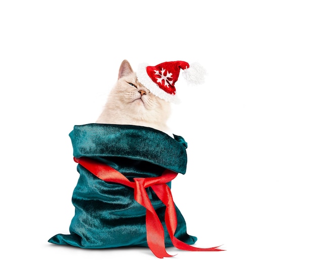 un gato con un sombrero de santa se asoma de una bolsa