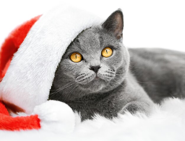 Foto gato de sombrero de santa claus aislado