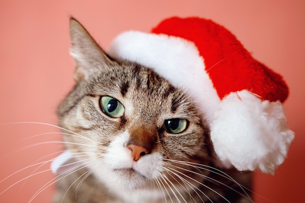 Gato con sombrero de santa claus sobre fondo rosa