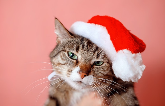 gato con sombrero de santa claus