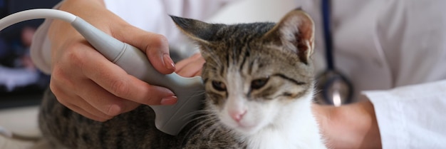 El gato se somete a una ecografía en el consultorio veterinario el veterinario realiza un examen ecográfico del abdomen