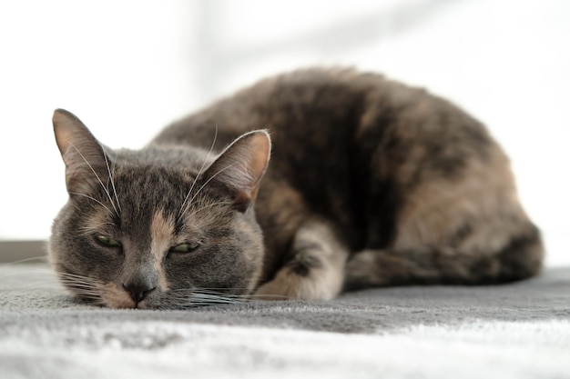 Gato sonolento bonito está descansando em um otomano de pelúcia à luz do dia natural