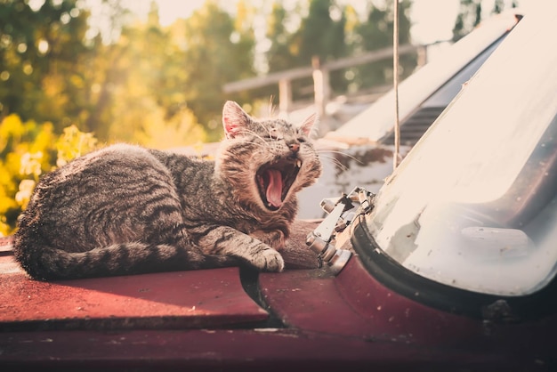 Gato soñoliento bostezando en un auto viejo