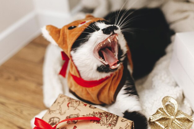 Foto gato soñoliento bostezando disfrazado de reno acostado en elegantes cajas de regalo envueltas debajo del árbol de navidad