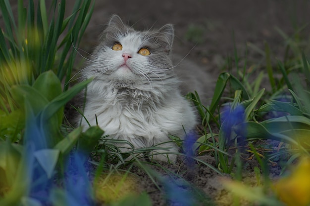 Gato sorprendido está afuera en el jardín por primera vez Gato con estrés o incomodidad en el jardín