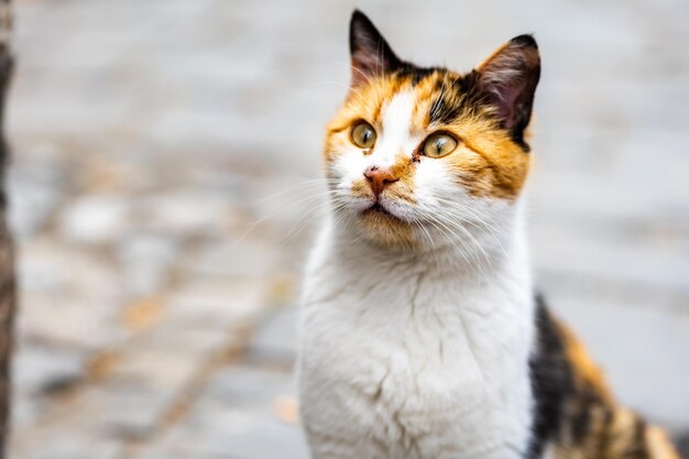 gato sorprendido con una expresión facial divertida gato calico buscando gato o gatito sorprendido