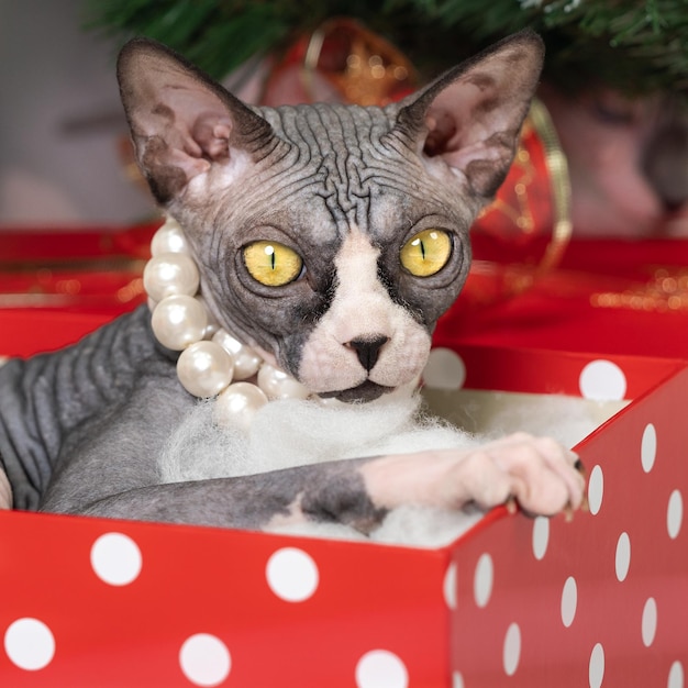 Gato Sphynx bonito deitado na caixa de presentes de bolinhas vermelhas sob a árvore de Natal e olhando para a câmera