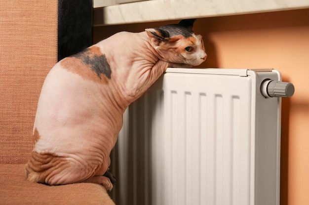 Gato Sphynx bonito perto do radiador de aquecimento dentro de casa