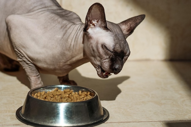 Gato sphynx calvo canadiense con ojos azules come comida seca