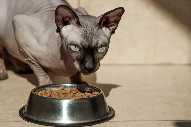 Gato sphynx calvo canadiense con ojos azules come comida seca