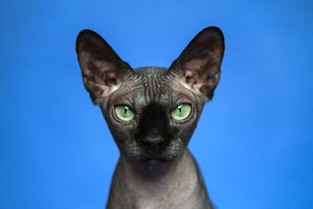 Gato Sphynx canadense calvo Retrato aproximado de gato em fundo azul