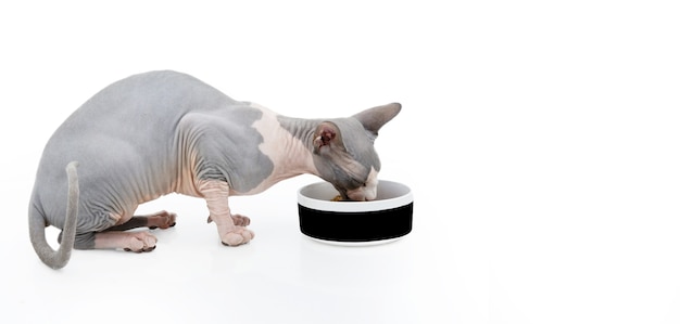 Gato Sphynx comiendo en un recipiente blanco y negro. Aislado en la superficie blanca