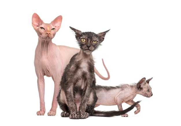 Gato Sphynx con dos gatitos Lykoi